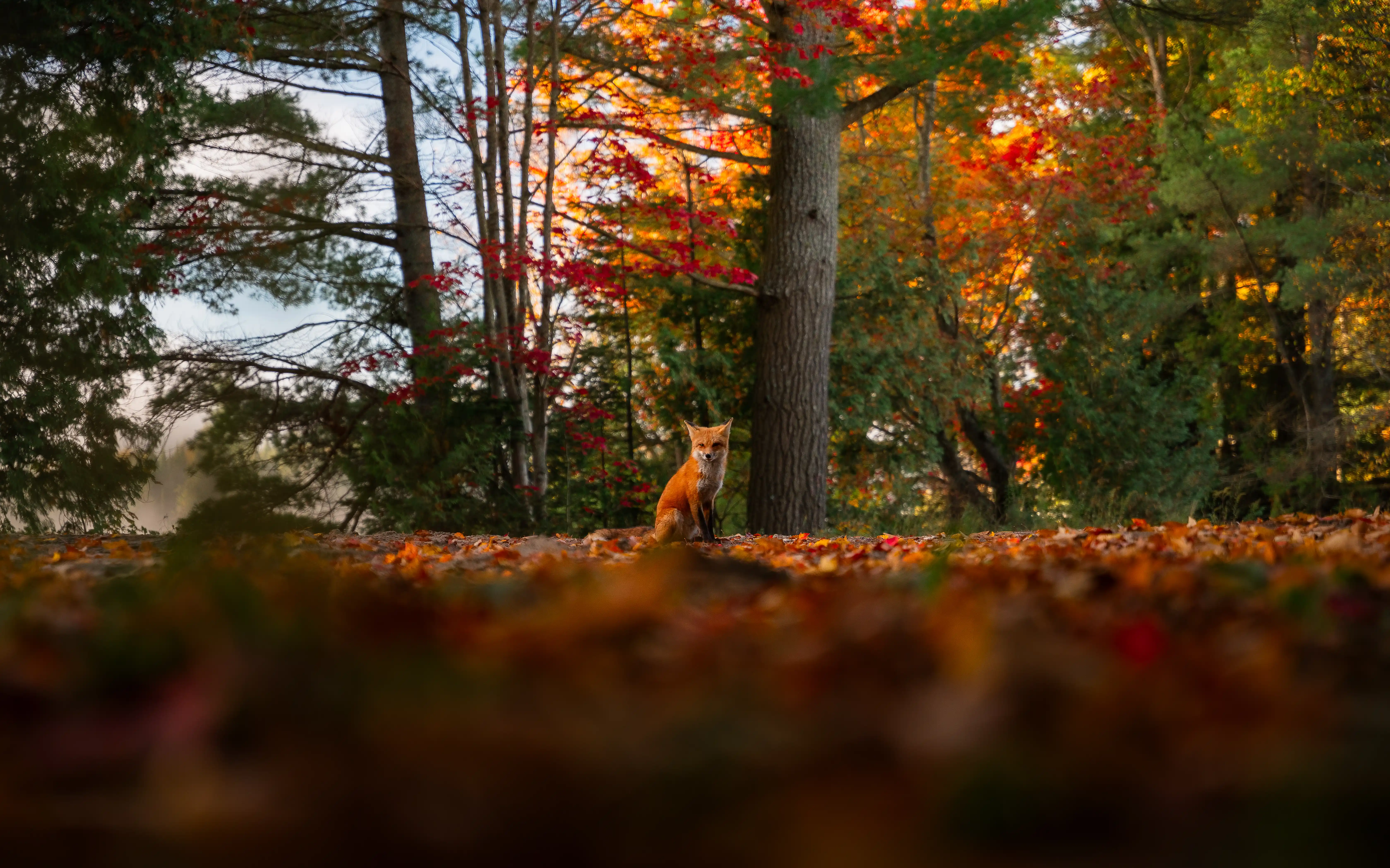 Autumn colour at Kennisis Lake Haliburton Highlands Ontario