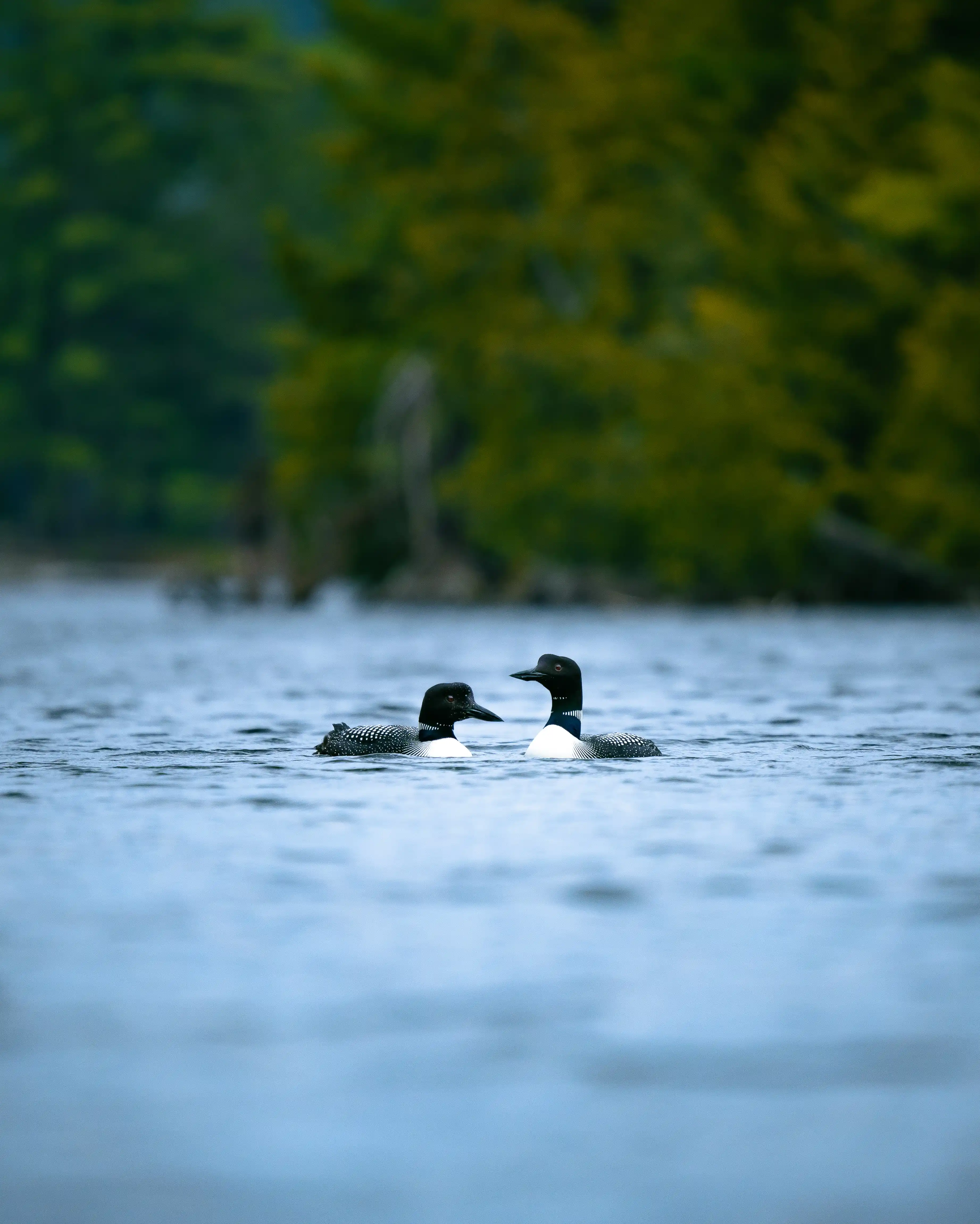Great Northern Diver photography 1