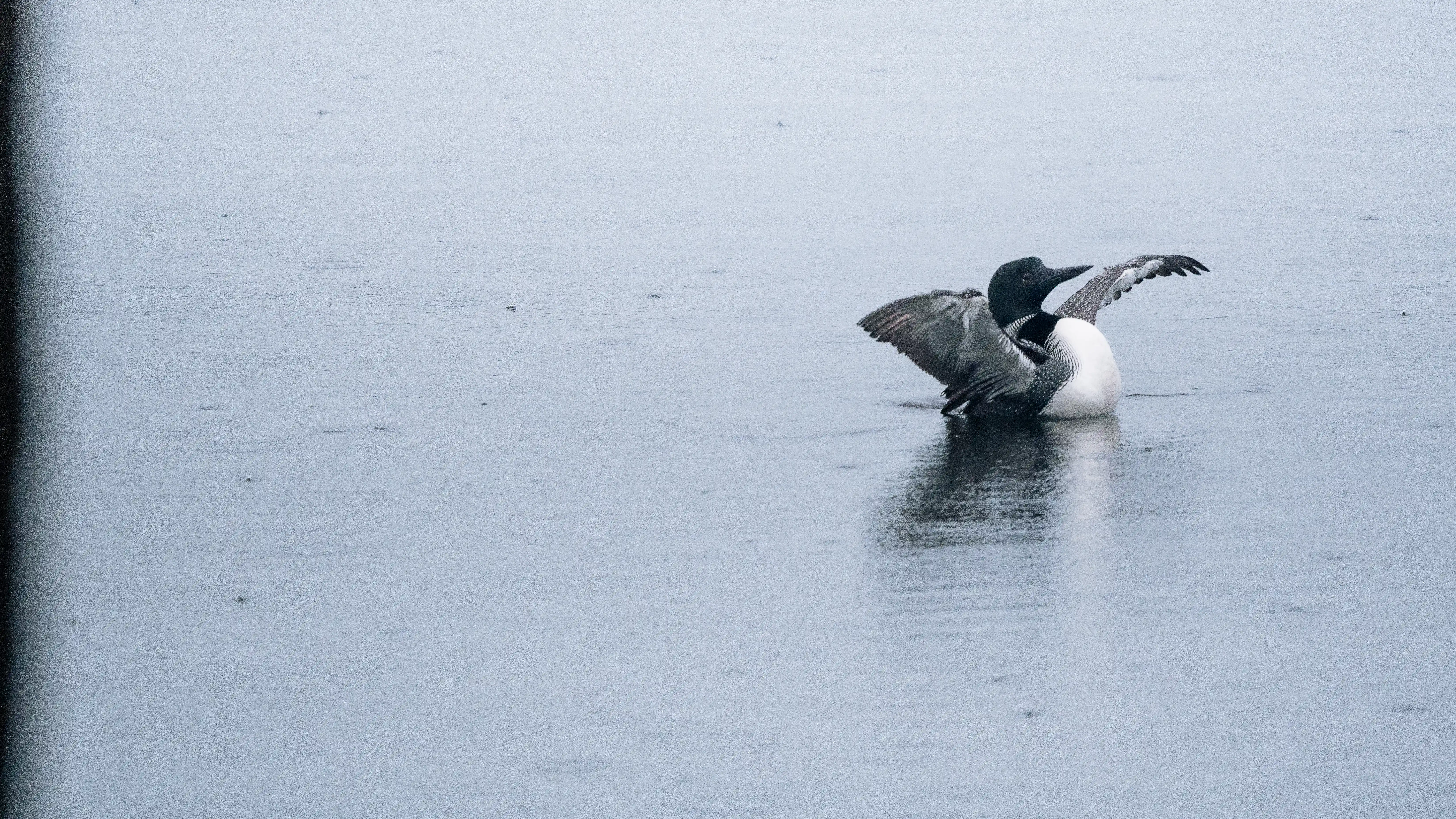 Great Northern Diver photography 2