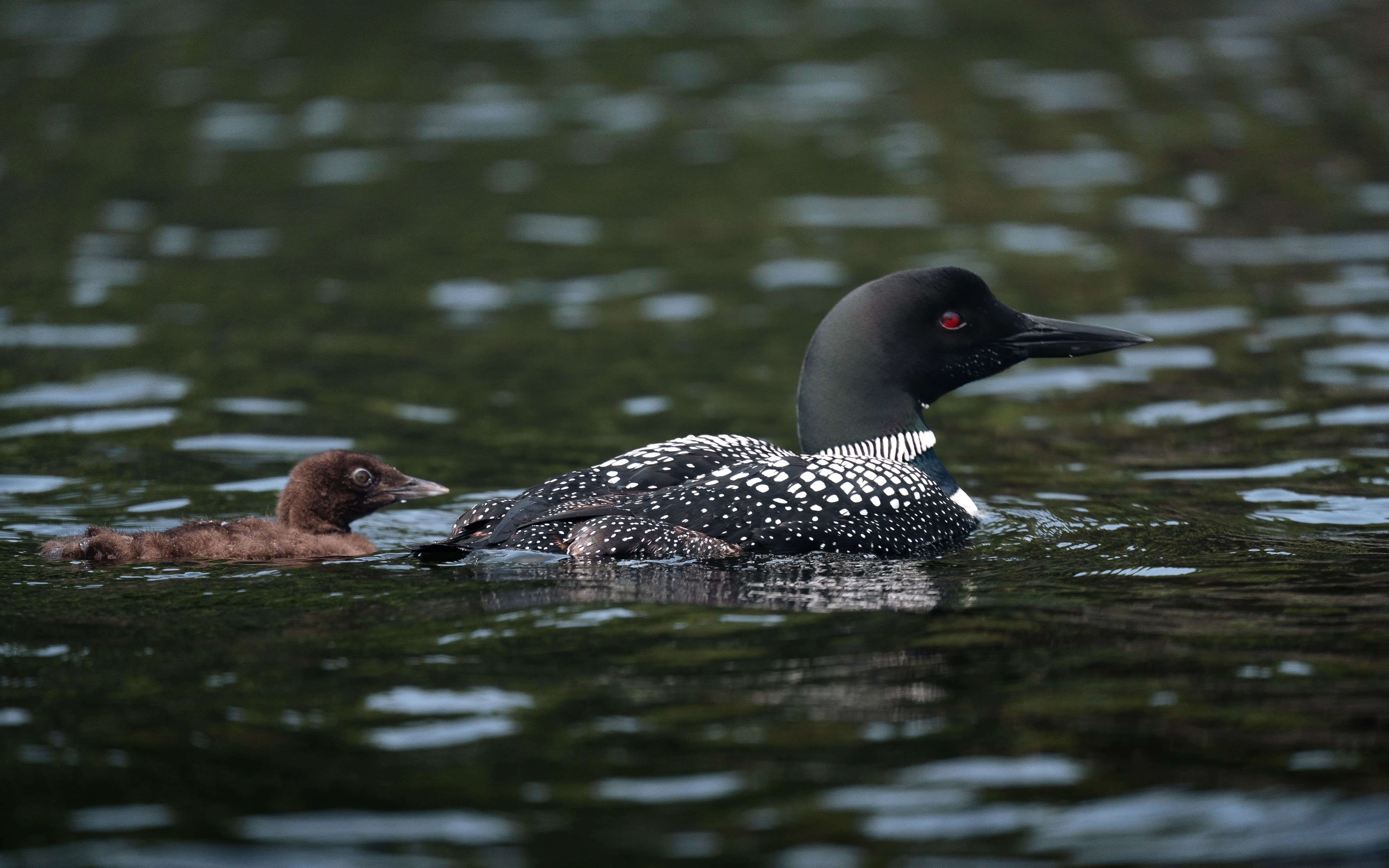 Great Northern Diver photography 3