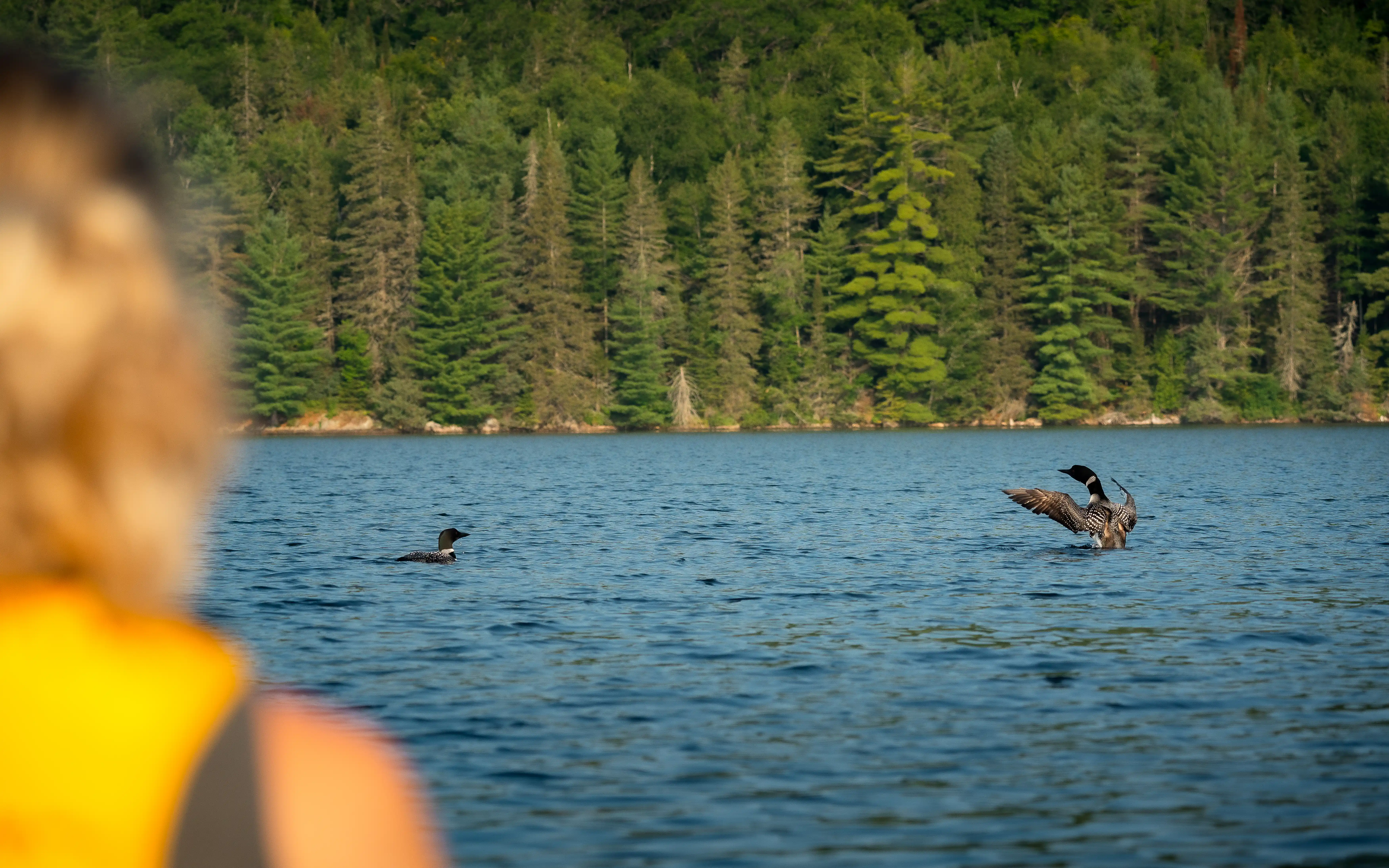 Great Northern Diver photography 4