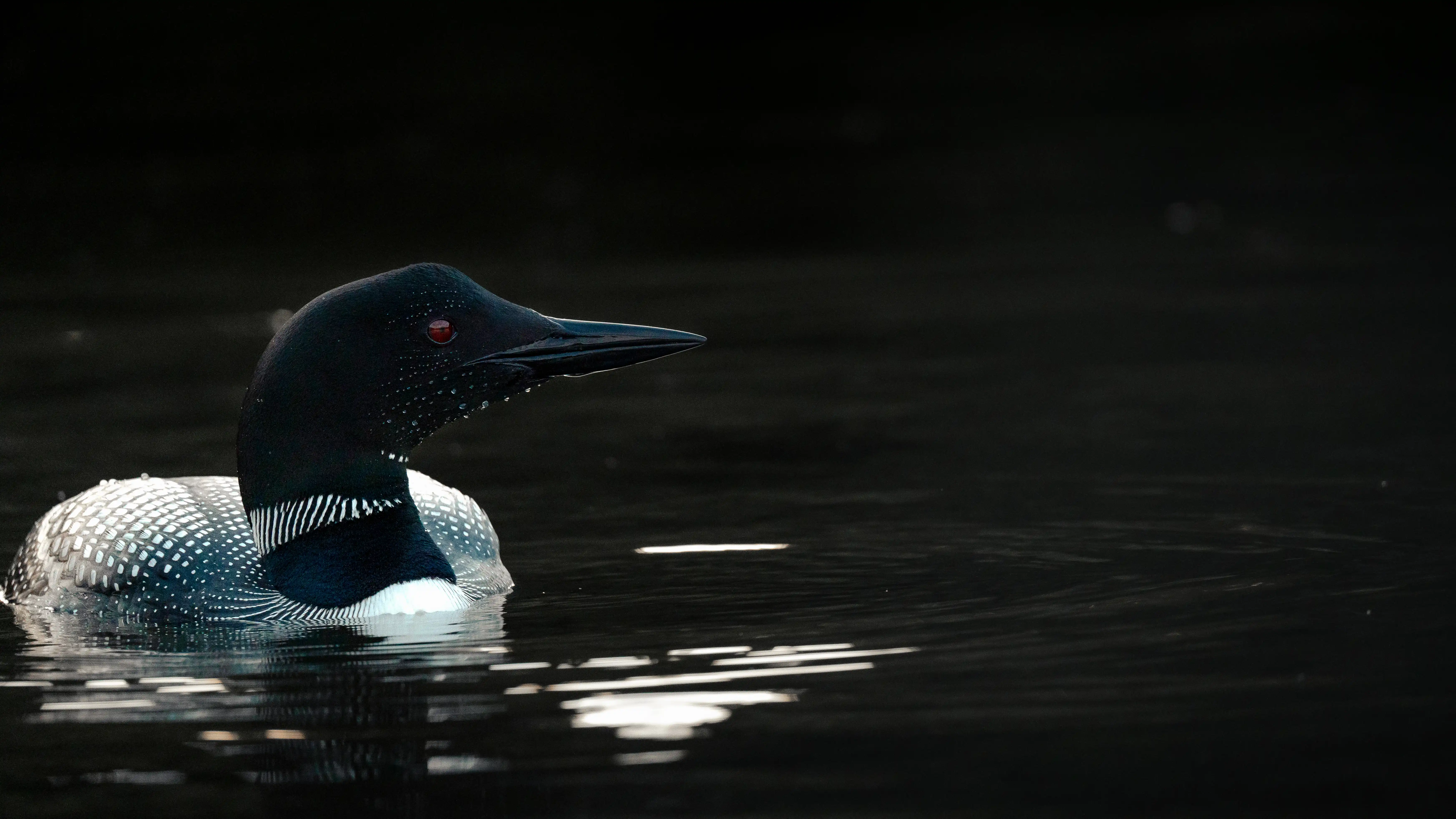 Common loon on Kennisis Lake Haliburton Highlands Ontario