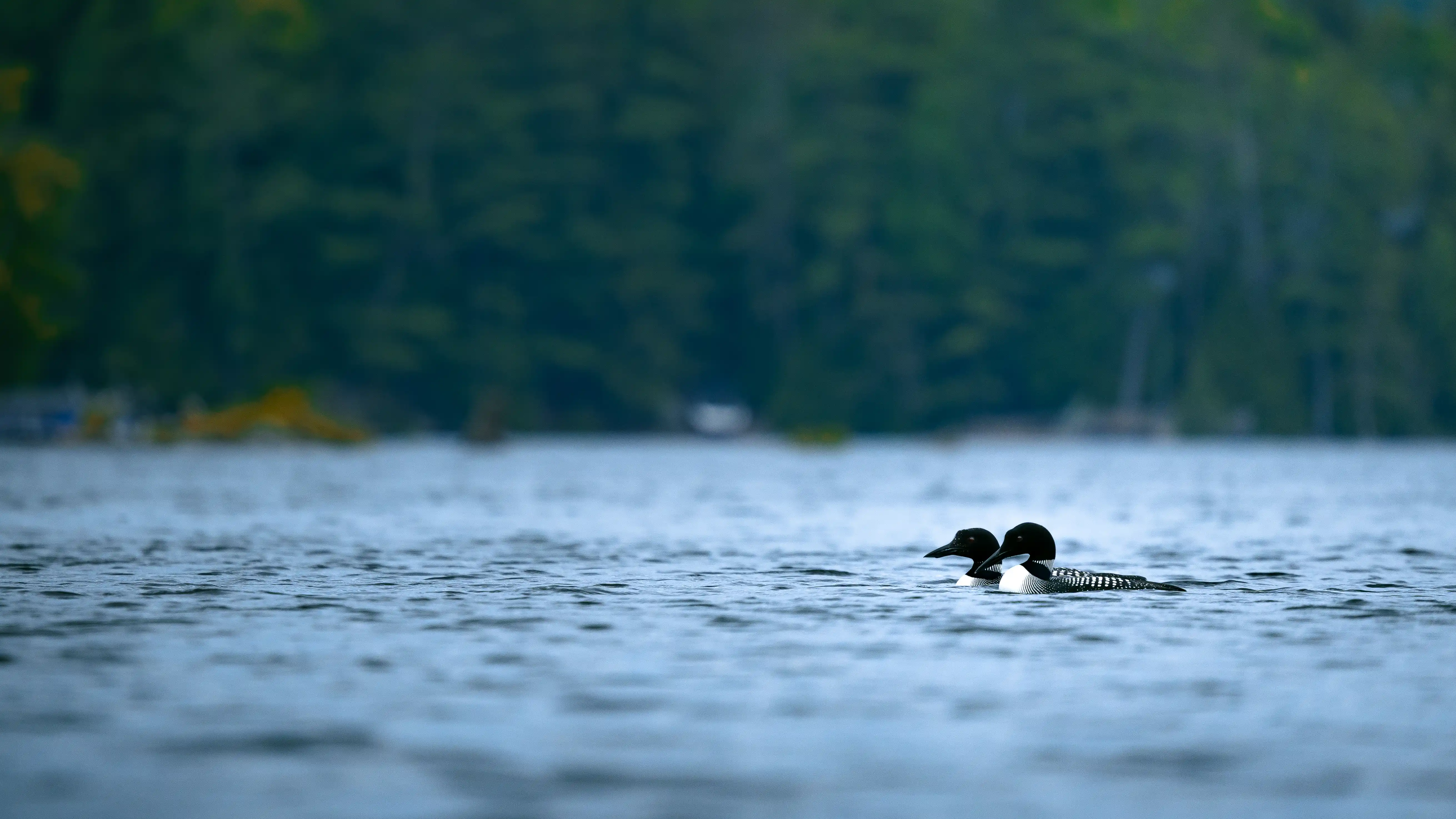Great Northern Diver loon on a calm lake