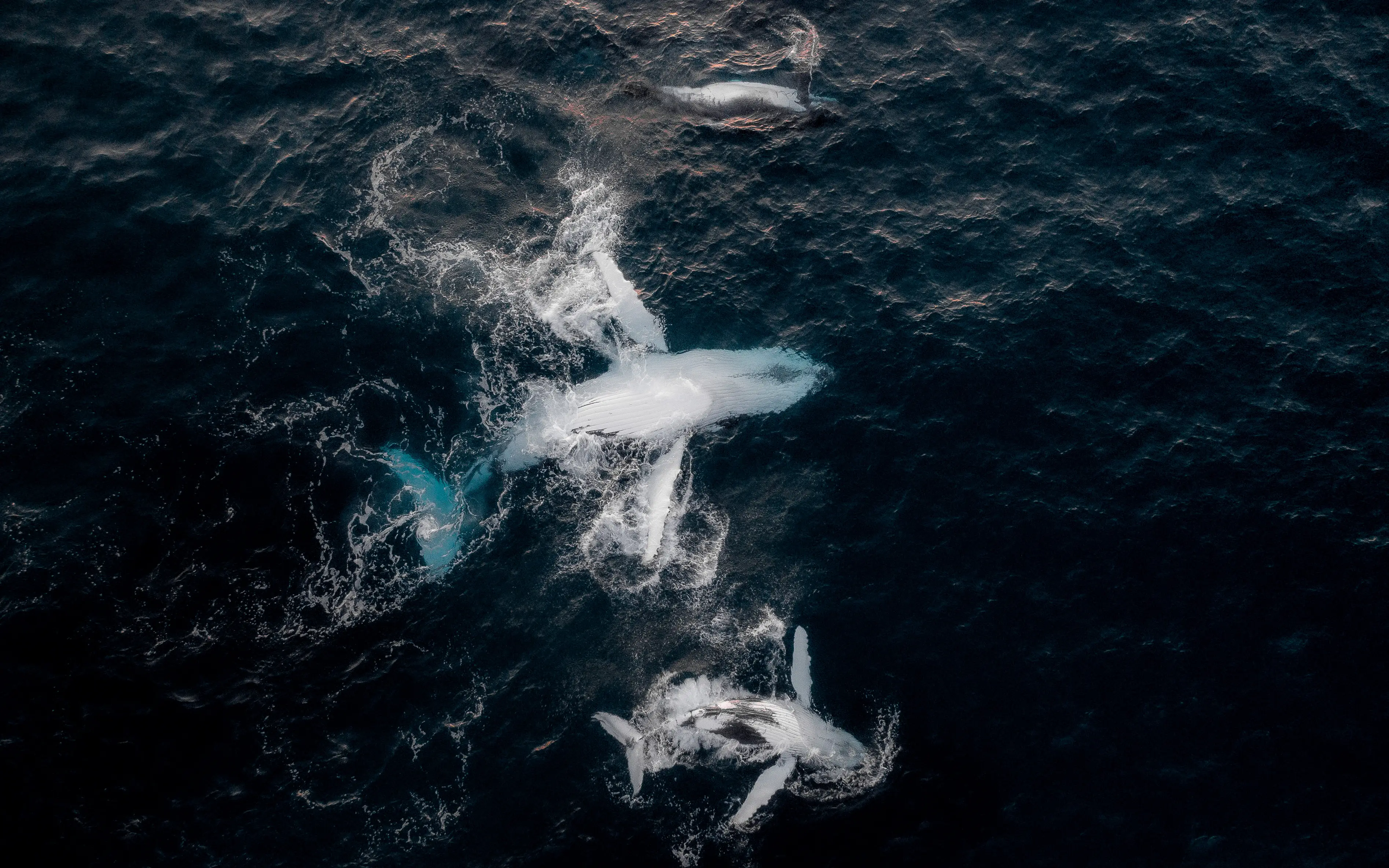 Humpback whales seen from drone above the New South Wales coast near Narooma