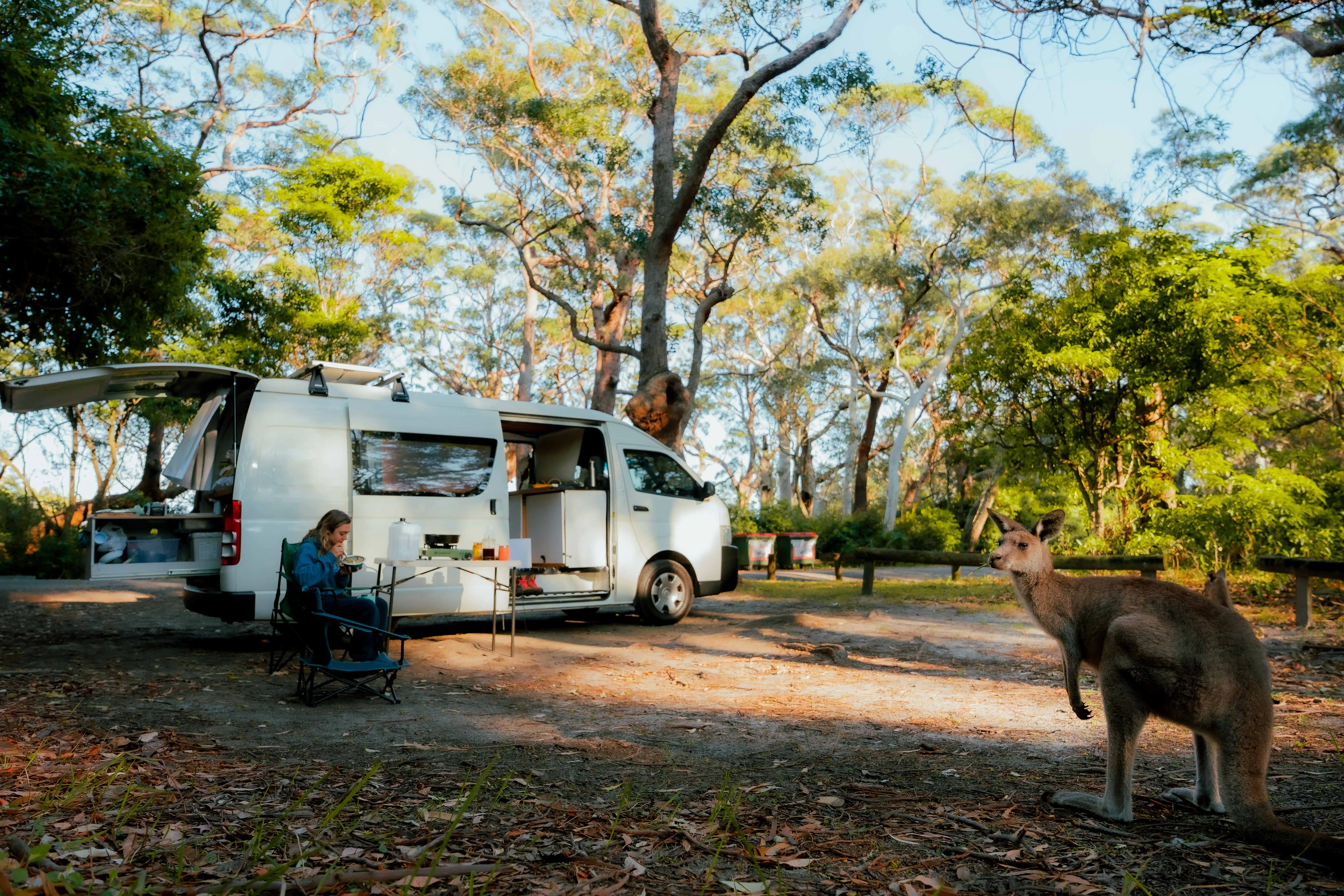 Bold kangaroos at Honeymoon Bay campsite in Jervis Bay National Park